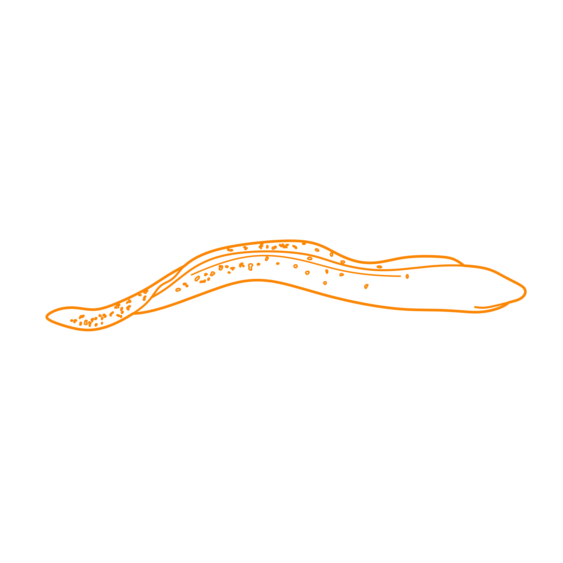 Animals Eels Giant Moray Tracing Svg Vector Free Vectors